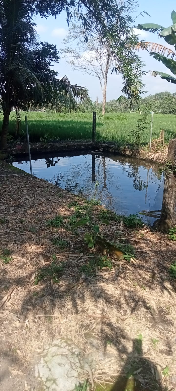 Dijual Pekarangan Luas 80 m ld 8 x 10 m lokasi Jabung Pandowoharjo Sleman